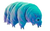 Un tardigrade, ou ourson d'eau douce. Il existe près d'un millier d'espèces de ces animaux de petite taille (entre 0,1 et 1,5 mm), qui vivent partout où il y a de l'eau, même un peu, dans les océans comme dans la mousse. © Eraxion, Istock.com