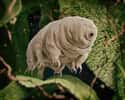 Les tardigrades sont des petits êtres vivants qui semblent résister à tout ! © rukanoga, Adobe Stock