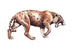 Les chercheurs ont étudié les ossements hyoïdiens de quatre espèces qui rugissent (lions, tigres, léopards et jaguars) et de quatre d'espèces qui feulent (cheetas, caracals, servals et ocelots) avant de les comparer à ceux du tigre à dents de sabre. © Lunstream, Adobe Stock
