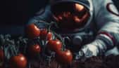 Plant de tomates cultivé dans l'espace. Illustration générée à l'aide d'une IA. © Firn, Adobe Stock