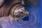 La tête de la femelle tortue à carapace molle de Swinhoe capturée dans le lac Dong Mo au Vietnam. © WCS Vietnam