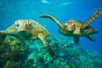 Les tortues ne seraient pas des êtres inoffensifs se réfugiant dans leur carapace en cas de danger. © treetstreet, Adobe Stock