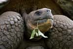 Les tortues géantes des Galápagos sont sur la Liste rouge de l'Union internationale pour la conservation de la nature (UICN). © gudkovandrey, Adobe Stock