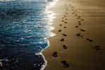 Il y a 90 000 ans, des Homo sapiens se sont promenés sur une plage du Maroc, laissant leurs empreintes dans le sable. © Natalia, Adobe Stock