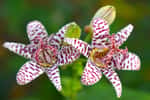 Magnifique floraison de Tricyrtis. © Rusana, Adobe Stock