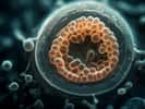 Au stade embryonnaire du blastocyste, le trophoblaste correspond aux cellules qui forment une enveloppe qui entrera au contact avec la muqueuse utérine. Le trophoblaste évolue ensuite en placenta après la nidation. © Juan Gartner, Adobe Stock