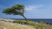 En Provence, de nombreux arbres sont torturés par le mistral. Le vent peut souffler avec des pointes à plus de 100 km/h plusieurs jours d'affilée. © rkris, fotolia