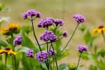 Magnifique floraison de la verveine de Buenos Aires. © Flower_Garden, Adobe Stock