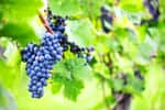 Pour mériter le label bio, défini à l'échelle européenne, le vin doit être produit avec des raisins provenant de l'agriculture biologique et élaboré en respectant un certain nombre de contraintes sur les traitements. © karepa, fotolia