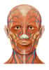 Anatomie du visage. © Patrick J. Lynch medical illustrator, CC by 2.5