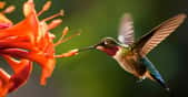 Des chercheurs de l’université de Berkeley (États-Unis) ont observé comment les colibris se faufilent dans de petits espaces en plein vol. © rjuniormb, Adobe Stock