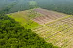 L’Union européenne, comme deuxième importateur mondial de déforestation tropicale. © whitcomberd, Adobe Stock