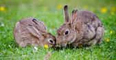 Certains animaux, comme les lapins, mangent leurs crottes pour en tirer des nutriments supplémentaires. © Skeeze, Pixabay, CC0 Public Domain
