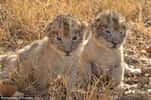 Isabel et Victor, les deux premiers lions issus d’une insémination artificielle, sont en pleine forme. © University of Pretoria
