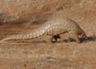 Avec ses écailles soudées, le pangolin a tout d'abord été confondu avec un reptile. © Sandip kumar, Wikipédia, cc by sa 3.0