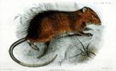 Le rat de l'île Christmas s'est éteint il y a plus d'un siècle en raison de la compétition avec des animaux nouvellement introduits et des pathogènes. © Joseph Smit, Zoological Society of London, 1887