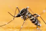 Le moustique-tigre, Aedes albopictus, est facilement reconnaissable grâce à ses bandes blanches. © Gordzam, Adobe Stock