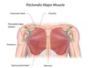 Le muscle grand pectoral appartient à la région antérieure de l'épaule © Alila Medical Media, Adobe Stock