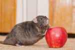 Un rat obèse à côté d'une pomme. © andwill, Fotolia
