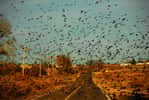 Selon cette étude, les oiseaux téméraires sont capables d'estimer la vitesse moyenne des véhicules sur une route et de s'envoler à temps pour ne pas se faire écraser par les voitures... dans le principe en tout cas. © Brian, Flickr, cc by nc sa 2.0