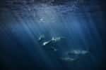 Un groupe de baleines nageant dans l'océan. © willyam, Adobe Stock.