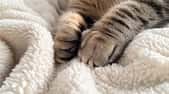 Gros plan sur les pattes d’un chat, ces précieuses petites coussinets qui cachent bien des secrets… y compris celui du pétrissage ! © sujitea, Adobe Stock