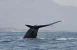 Un rorqual bleu du Nord-Ouest de l'océan Indien fait une plongée au large de la mer d'Oman. © Robert Baldwin, Environment Society of Oman