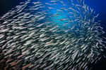 Les poissons comme les anchois ou les sardines n'ont pas toujours eu un air inoffensif. © Richard Carey, Adobe Stock