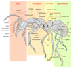Schéma d'une fourmi ouvrière. © LadyofHats, Wikimedia Commons, Domaine public