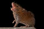 Ces souris « chantent » comme les oiseaux et c'est pour défendre leur territoire. © Science.com, iStock