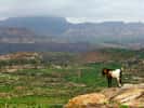 Vue des hauts plateaux éthiopiens. Les chercheurs ont étudié le génome de la population de cette région qui a subi au cours des millénaires d’importants changements physiologiques et génétiques affectant leurs systèmes respiratoires et sanguins. © Andro96, licence CC BY-SA 2.0