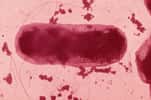 Escherichia Coli est une entérobactérie, un hôte normal du tube digestif dont certaines formes sont pathogènes. Grâce au microbiote, les cellules intestinales peuvent stocker du fer et réguler son transfert vers l'organisme. © Inserm