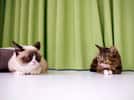 Quand Grumpy Cat, à gauche, célèbre pour sa moue, rencontre Lil Bub. © Adam Rifkin, Flickr, cc by 2.0