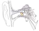 Schéma de l’oreille humaine. Le tympan est en jaune. Apanage des animaux terrestres, cet organe est fixé sur des os embryologiquement liés à ceux de la mâchoire, lesquels diffèrent entre, d'une part, les reptiles et les oiseaux et, d'autre part, les mammifères. © Wikipédia, CC BY-SA 3.0