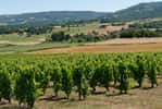 Vignoble des Côtes d'Auvergne, positionné sur les pentes des anciens volcans dans le centre de la France. © Marie-Lan Nguyen, Wikimedia Commons, CC by&nbsp;4.0