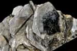 Muscovite. © Parent Géry, Wikimedia Commons, domaine public