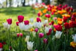 La tulipe, une bulbeuse raffinée. © ceylan_m, Adobe Stock
