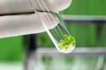Les cellules végétales seraient habitées par des bactéries. © Swapan, Adobe Stock