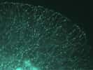 Des mitochondries pistées à l’intérieur de neurones