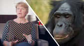 Interview : pourquoi les primates sont-ils si menacés ?