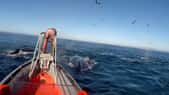 Des baleines filmées pour la première fois dans leur vie intime