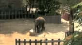 Un éléphant d'Asie résout un problème