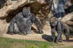 Deux des gorilles du Safari Park de San Diego. © Christina Simmons, Safari Park San Diego