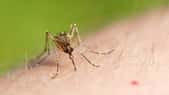 Un moustique qui pique vu au microscope
