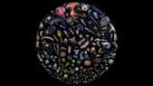 Chroniques du plancton : les diatomées, ces algues à la carapace de verre
