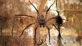 La Selenops, une araignée qui plane d'arbres en arbres