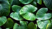 Kézako : la photosynthèse, ou comment les plantes produisent de l'oxygène