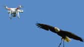 Des aigles chasseurs de drones entraînés par la police des Pays-Bas