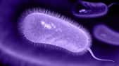 Helicobacter pylori, seule bactérie responsable de cancers gastriques