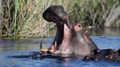 Un hippopotame se laisse brosser les dents, au Japon